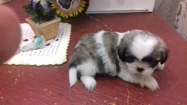 Filhotes de shih tzu